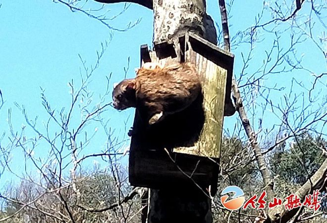 四不像惊现湖北堵河源保护区|精选资料解析大全